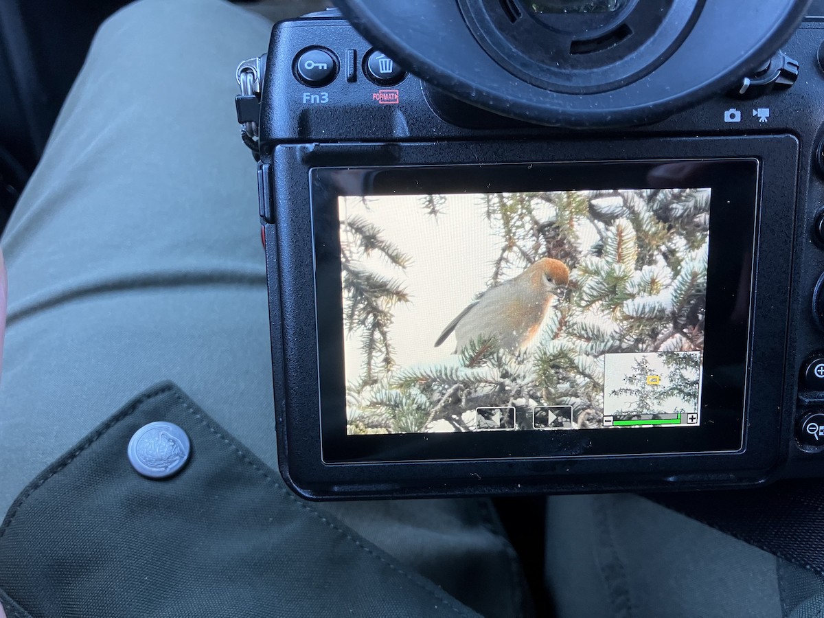 Pine Grosbeak - ML647614836