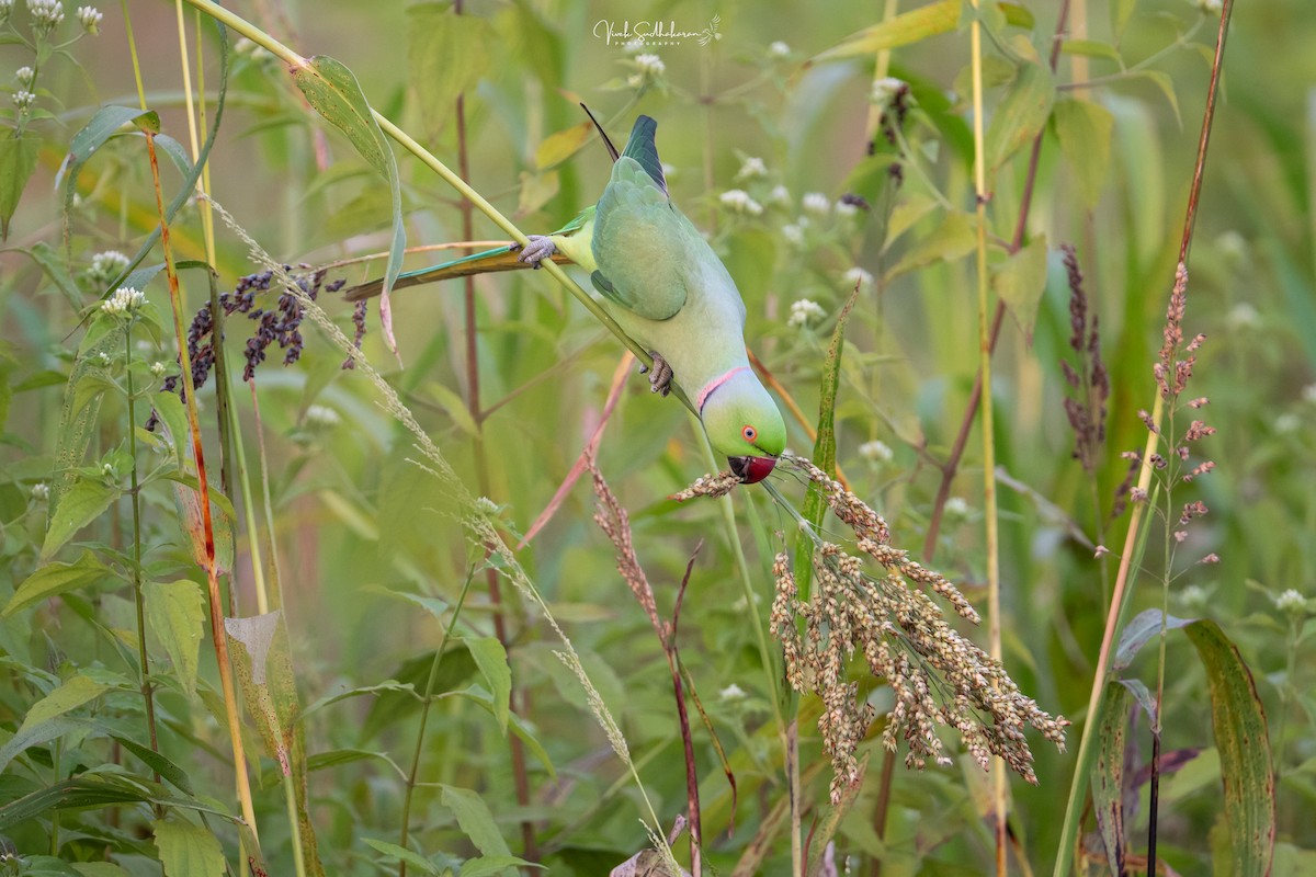 Rose-ringed Parakeet - ML647614837