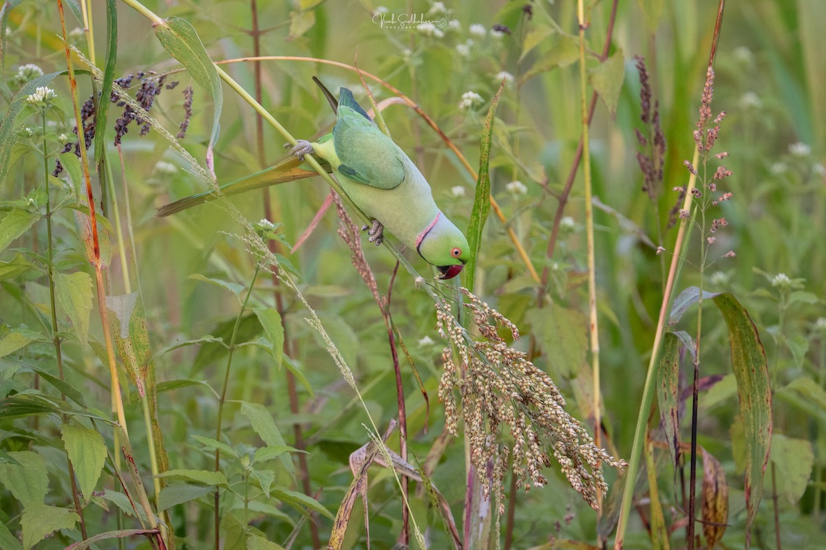 Rose-ringed Parakeet - ML647614838
