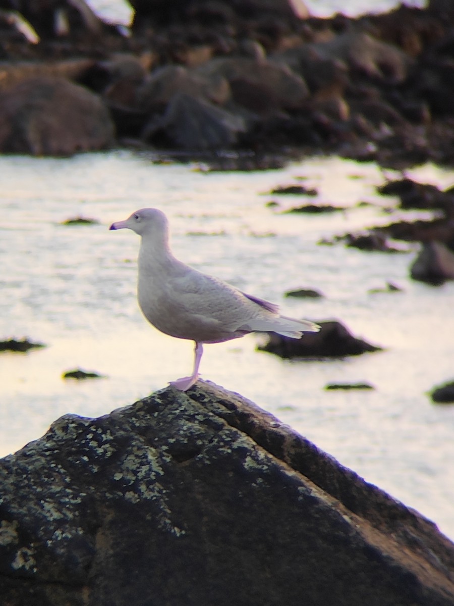 Glaucous Gull - ML647614840