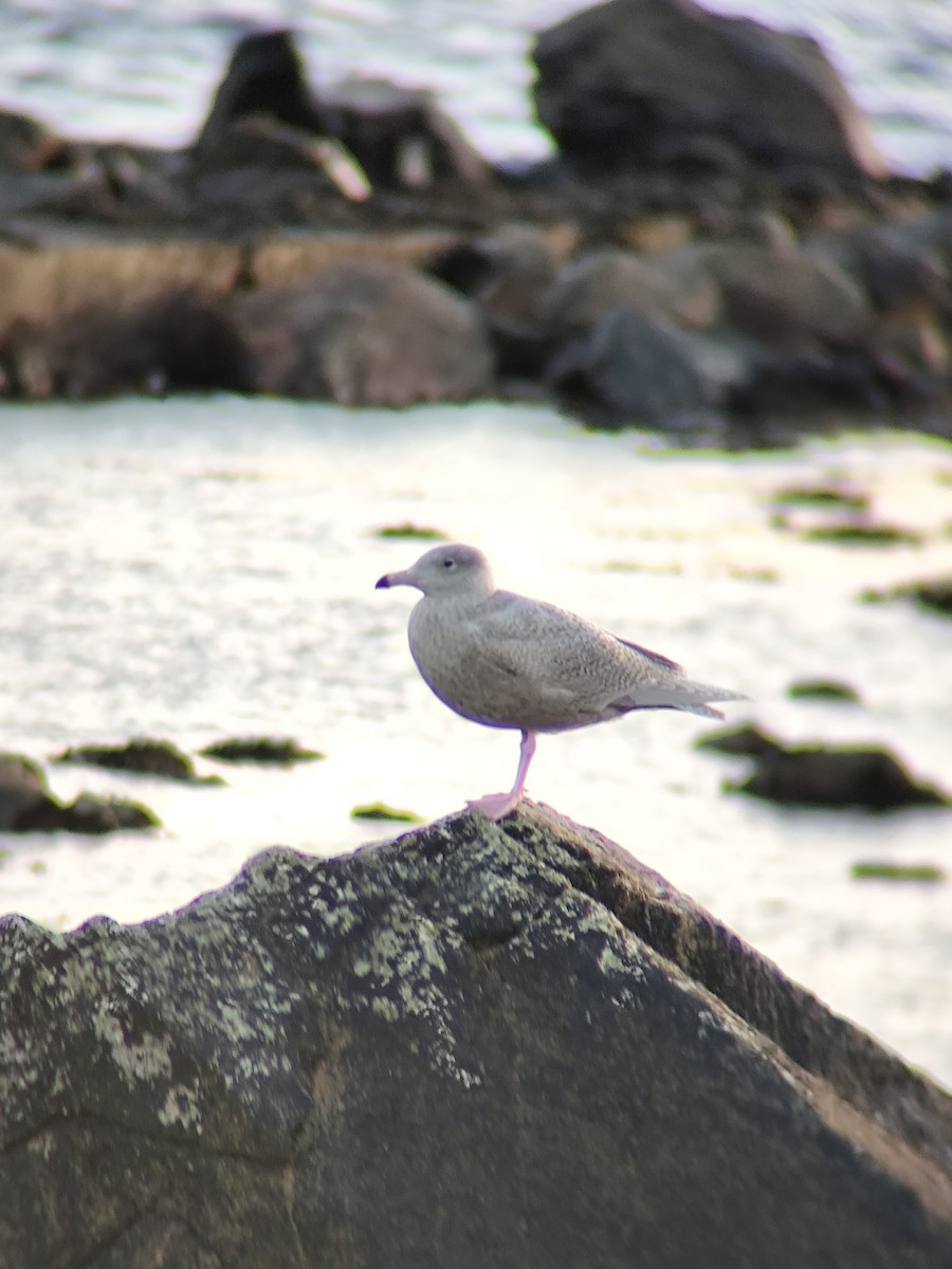 Glaucous Gull - ML647614841