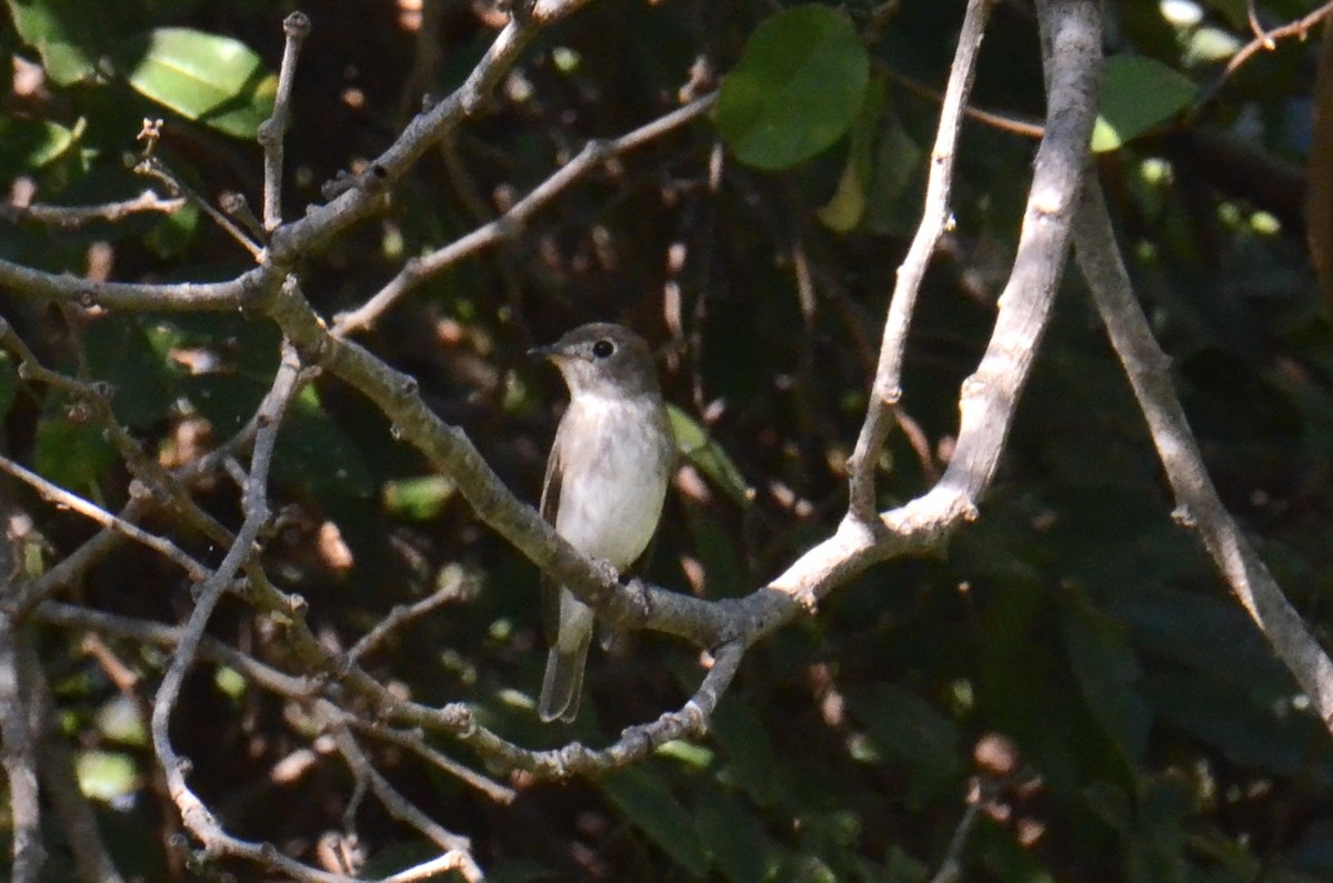 Asian Brown Flycatcher - ML647614842