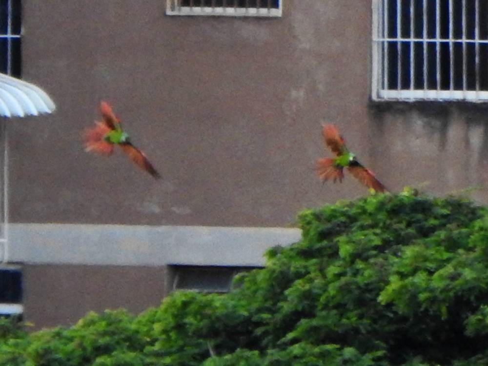 Chestnut-fronted Macaw - ML647614847