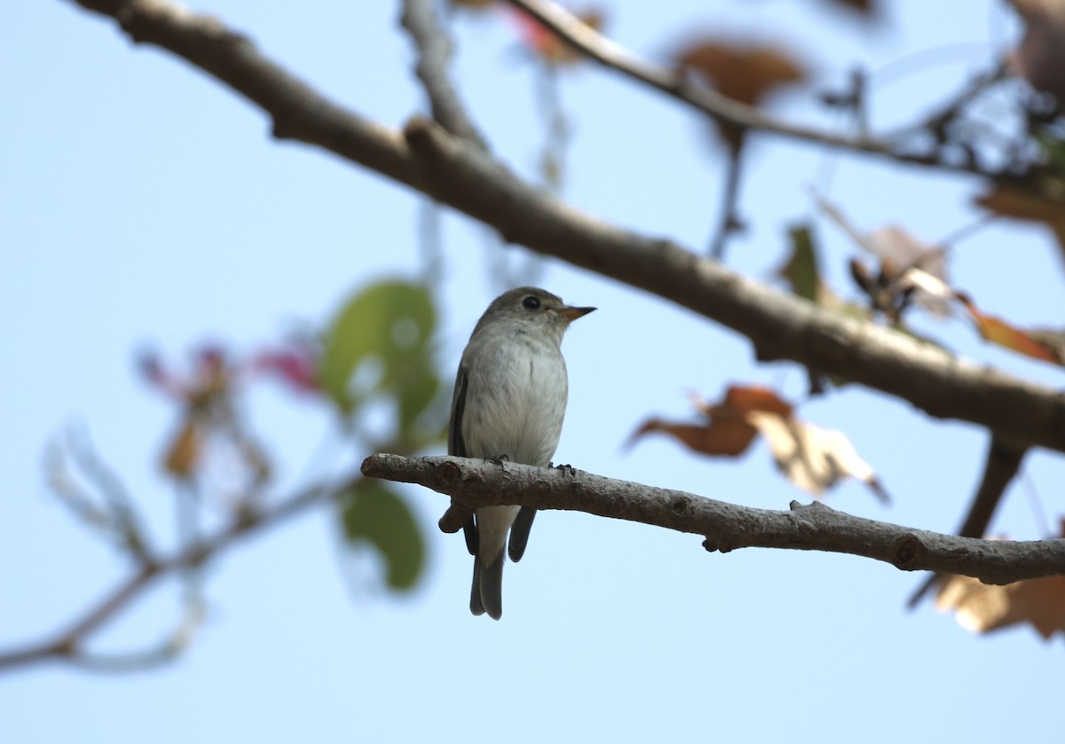Asian Brown Flycatcher - ML647614848