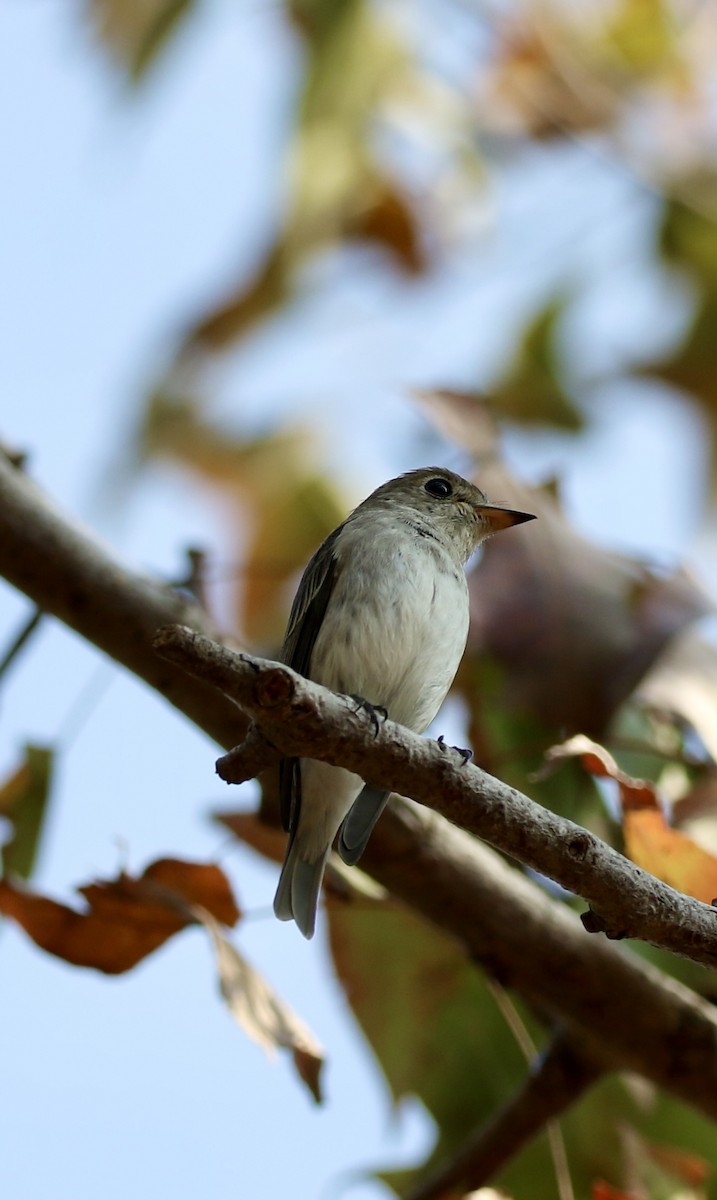 Asian Brown Flycatcher - ML647614849