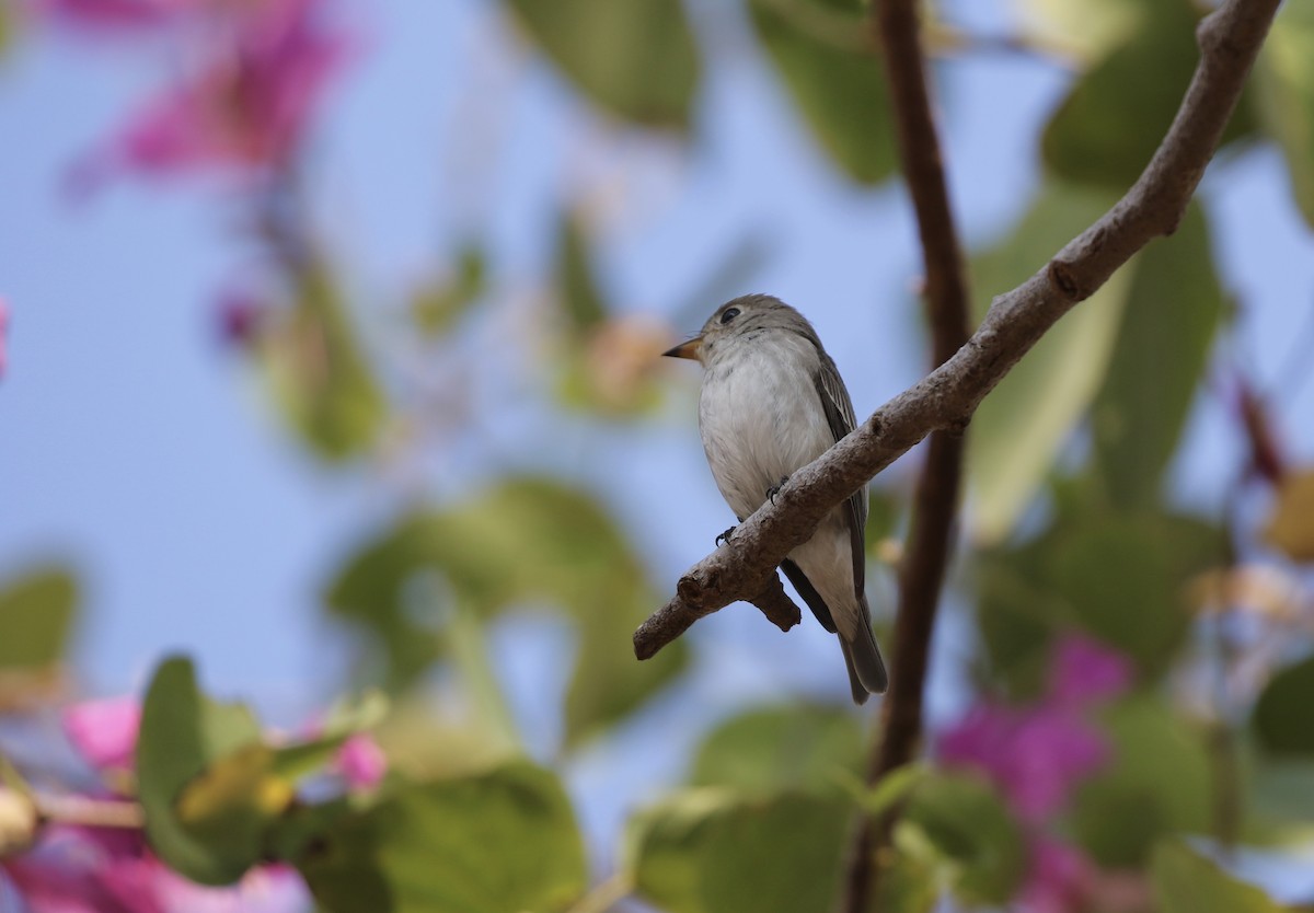 Asian Brown Flycatcher - ML647614850