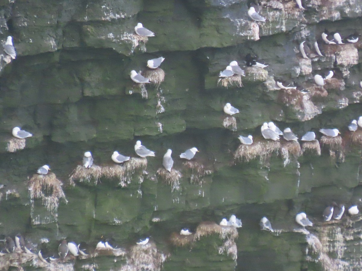 Black-legged Kittiwake - ML647614852