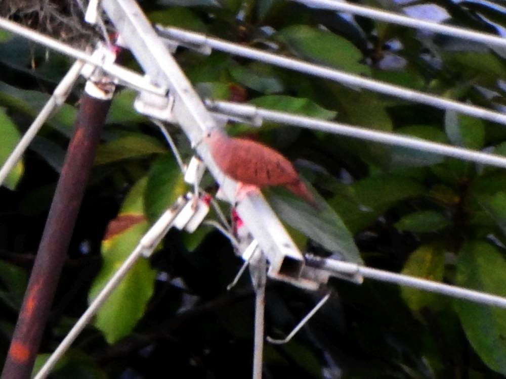 Ruddy Ground Dove - ML647614853