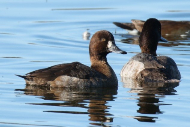 Lesser Scaup - ML647614854