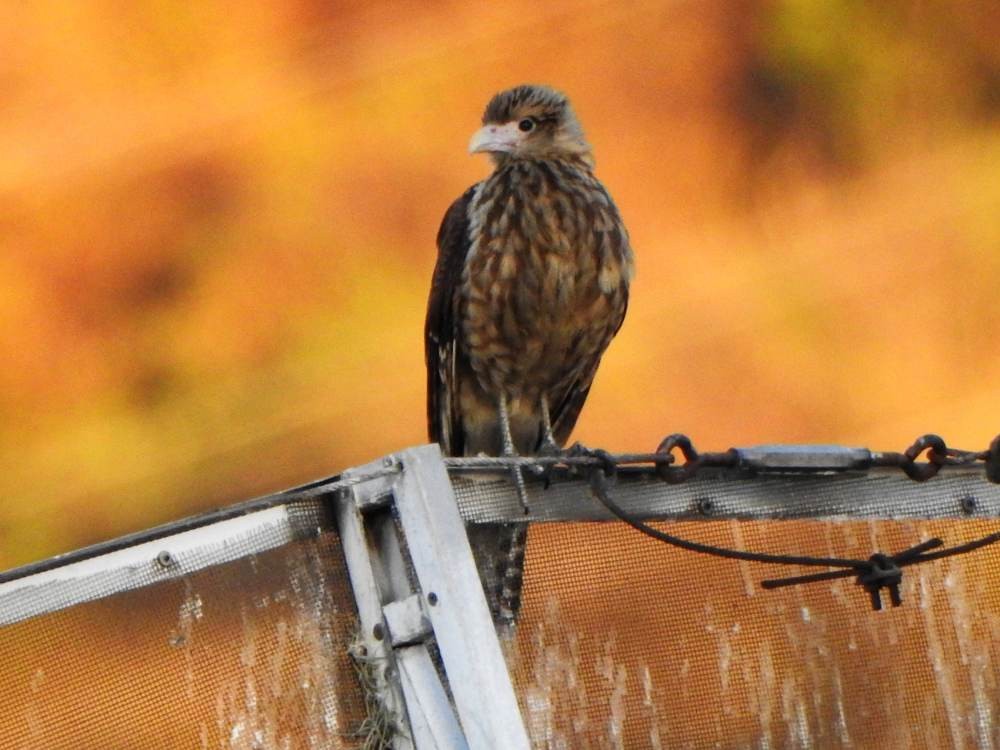 Yellow-headed Caracara - ML647614856