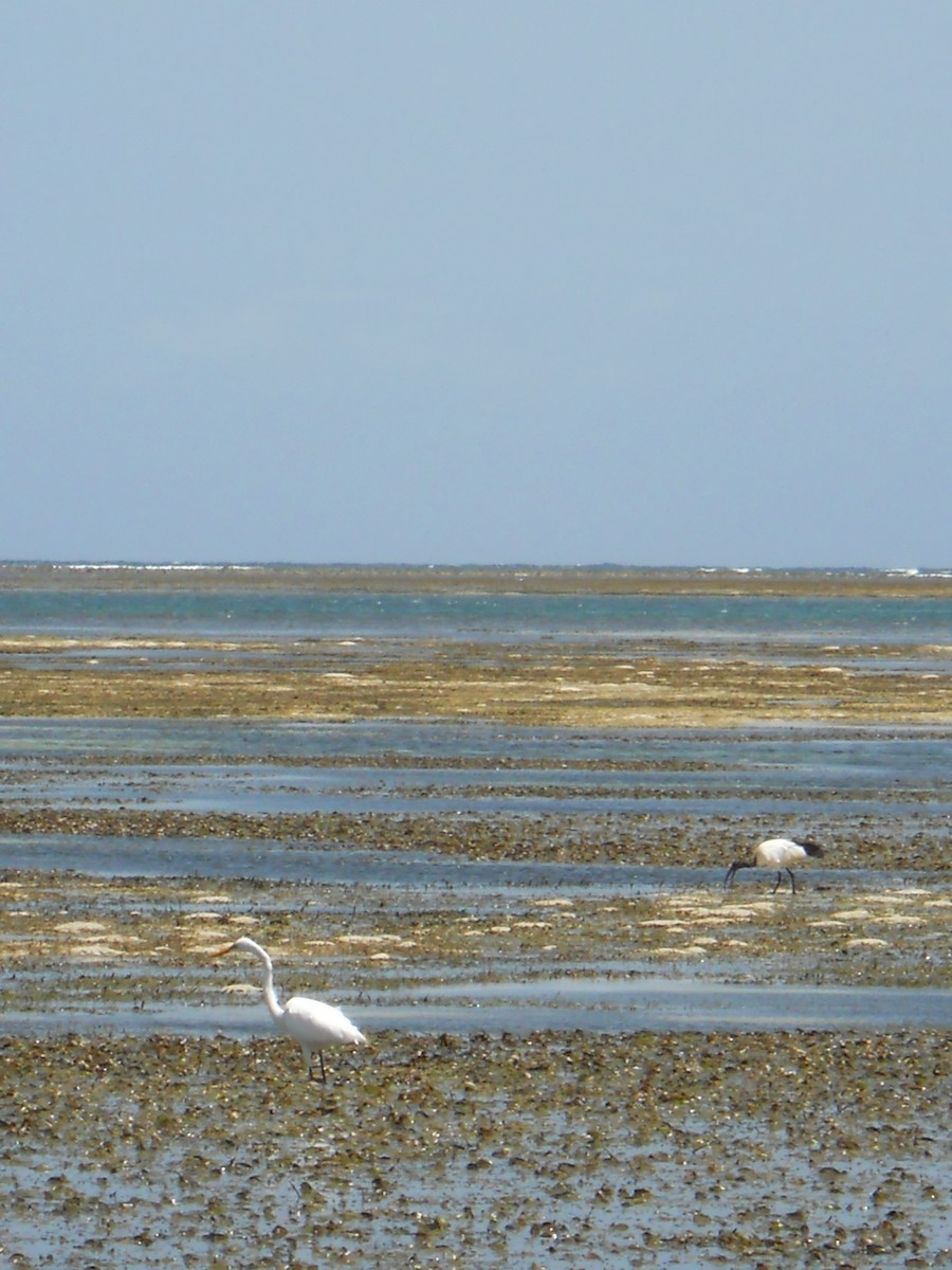 African Sacred Ibis - ML647614857