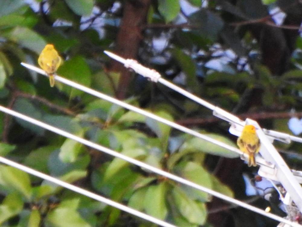 Saffron Finch - ML647614859