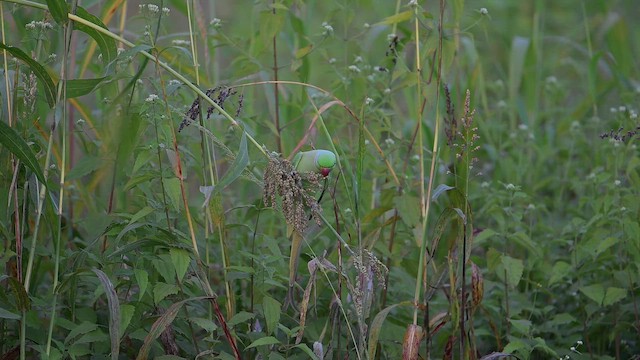 紅領綠鸚鵡 - ML647614876