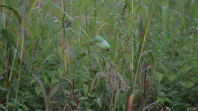 紅領綠鸚鵡 - ML647614877