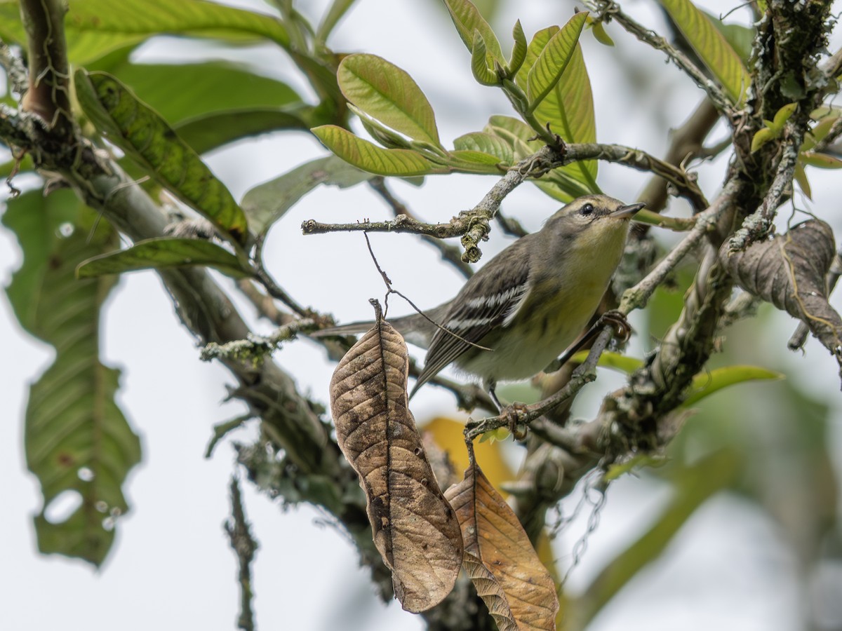 Blackburnian Warbler - ML647614893
