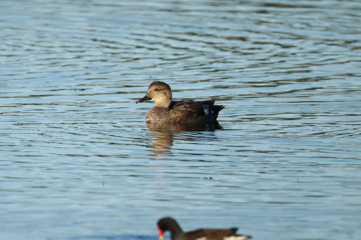赤膀鴨 - ML647614911
