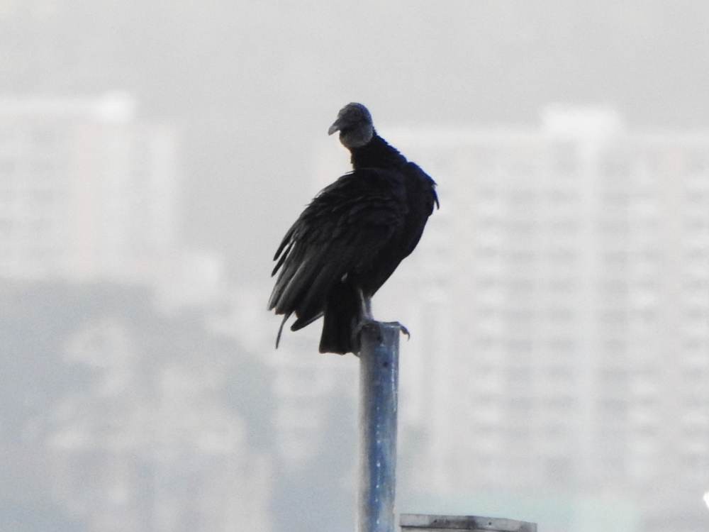 Чёрная катарта - ML647614914