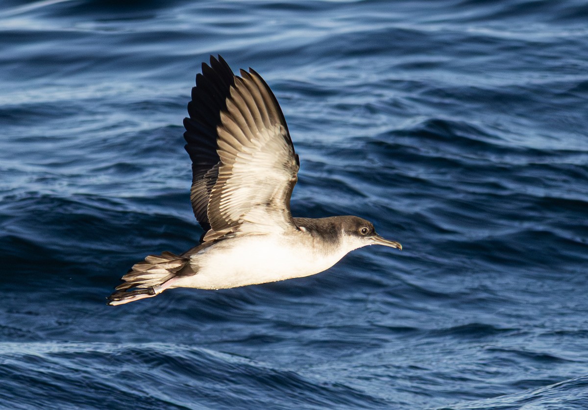 Atlantiksturmtaucher - ML647614916