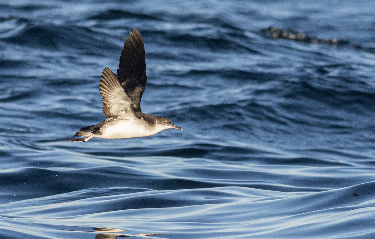 Atlantiksturmtaucher - ML647614917