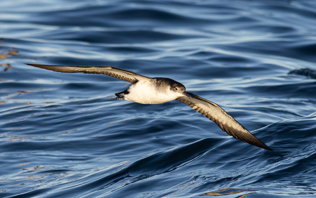 Atlantiksturmtaucher - ML647614918