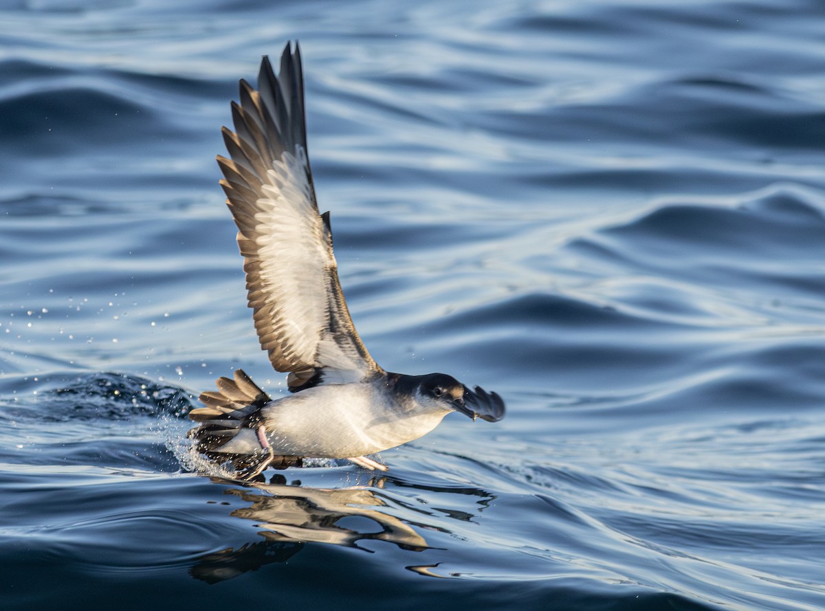 Atlantiksturmtaucher - ML647614920