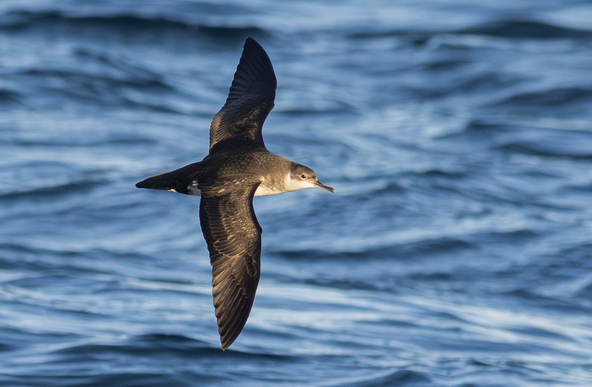 Atlantiksturmtaucher - ML647614921