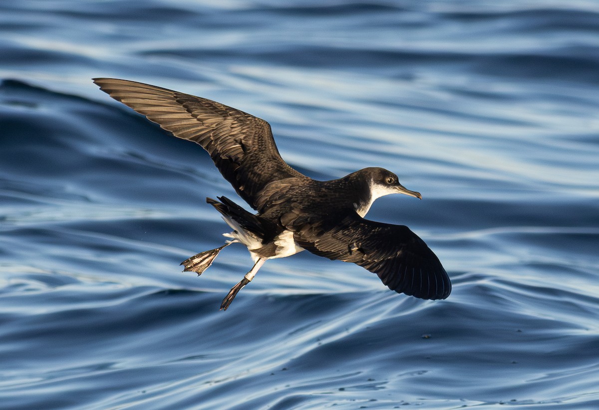 Atlantiksturmtaucher - ML647614922