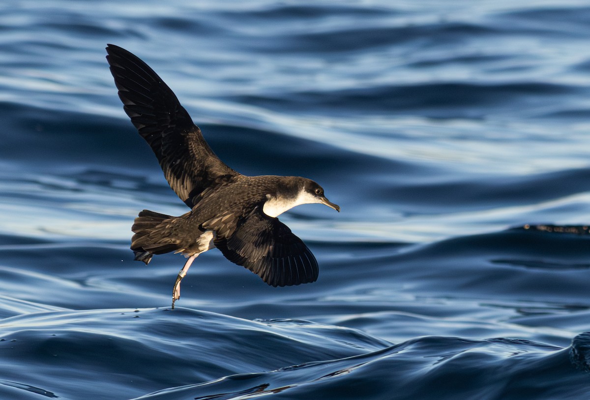 Atlantiksturmtaucher - ML647614923