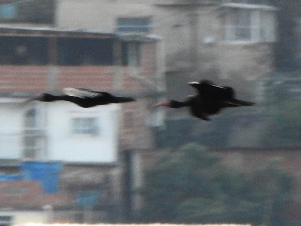 Ibis Afeitado - ML647614931