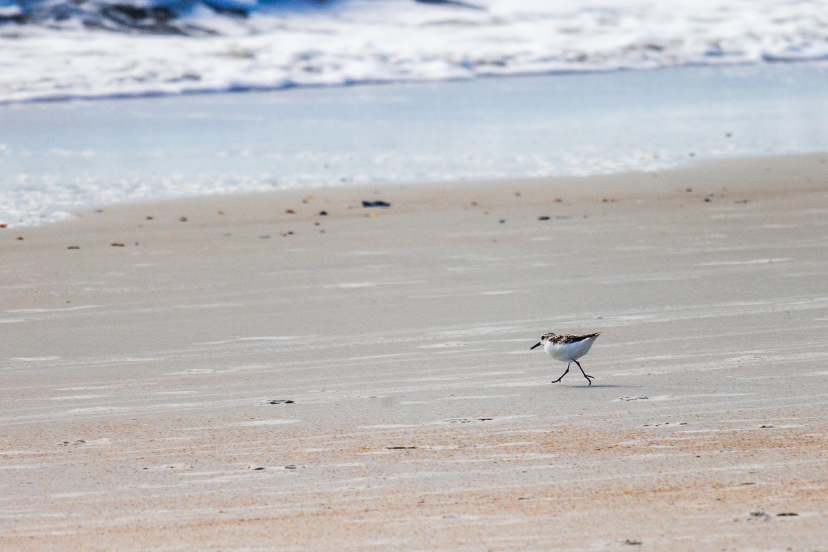 Sanderling - ML647614940