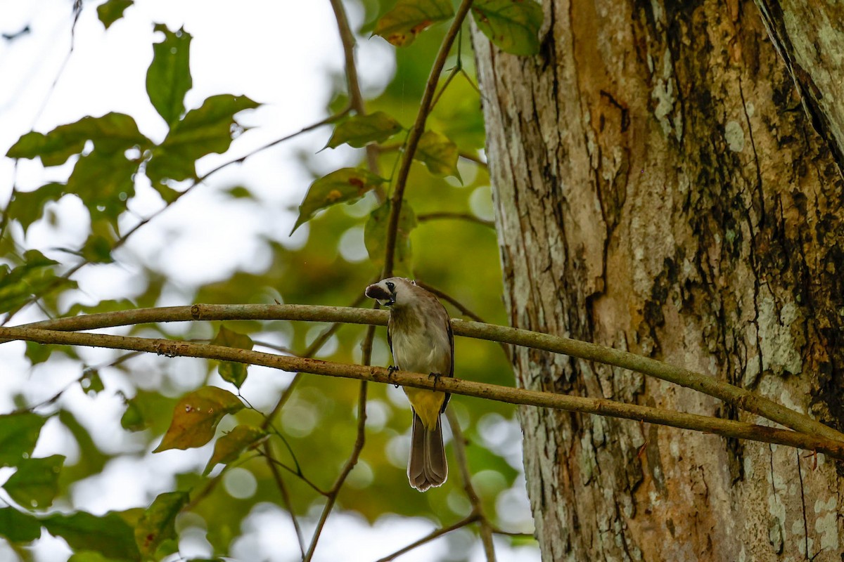 Yellow-vented Bulbul - ML647614948