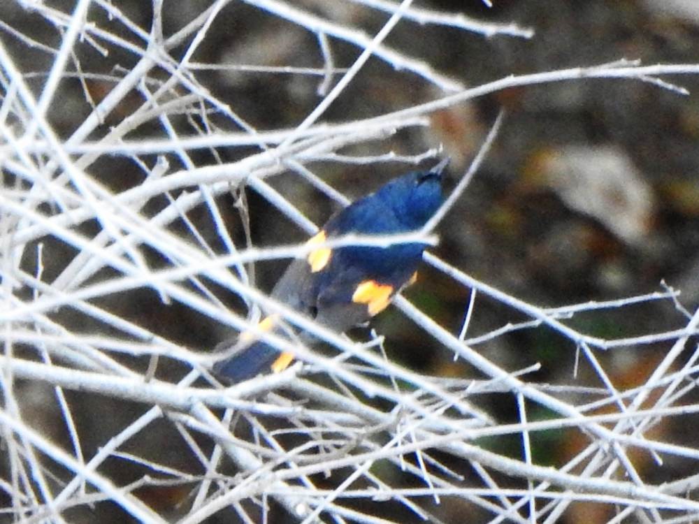 סבכון חכלילי - ML647614953