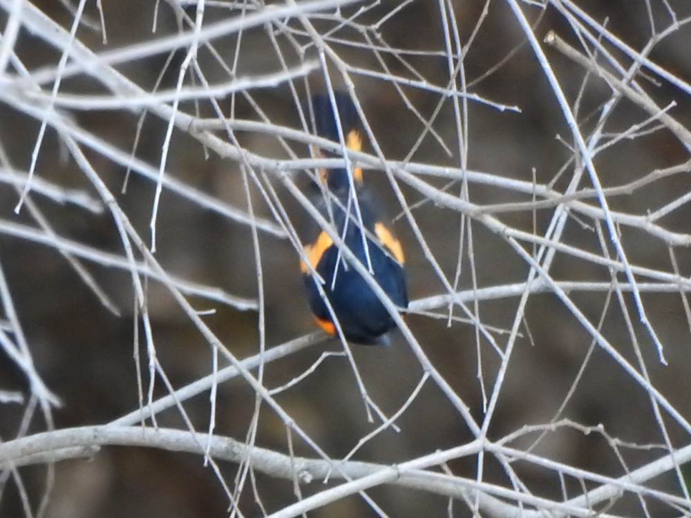 סבכון חכלילי - ML647614961
