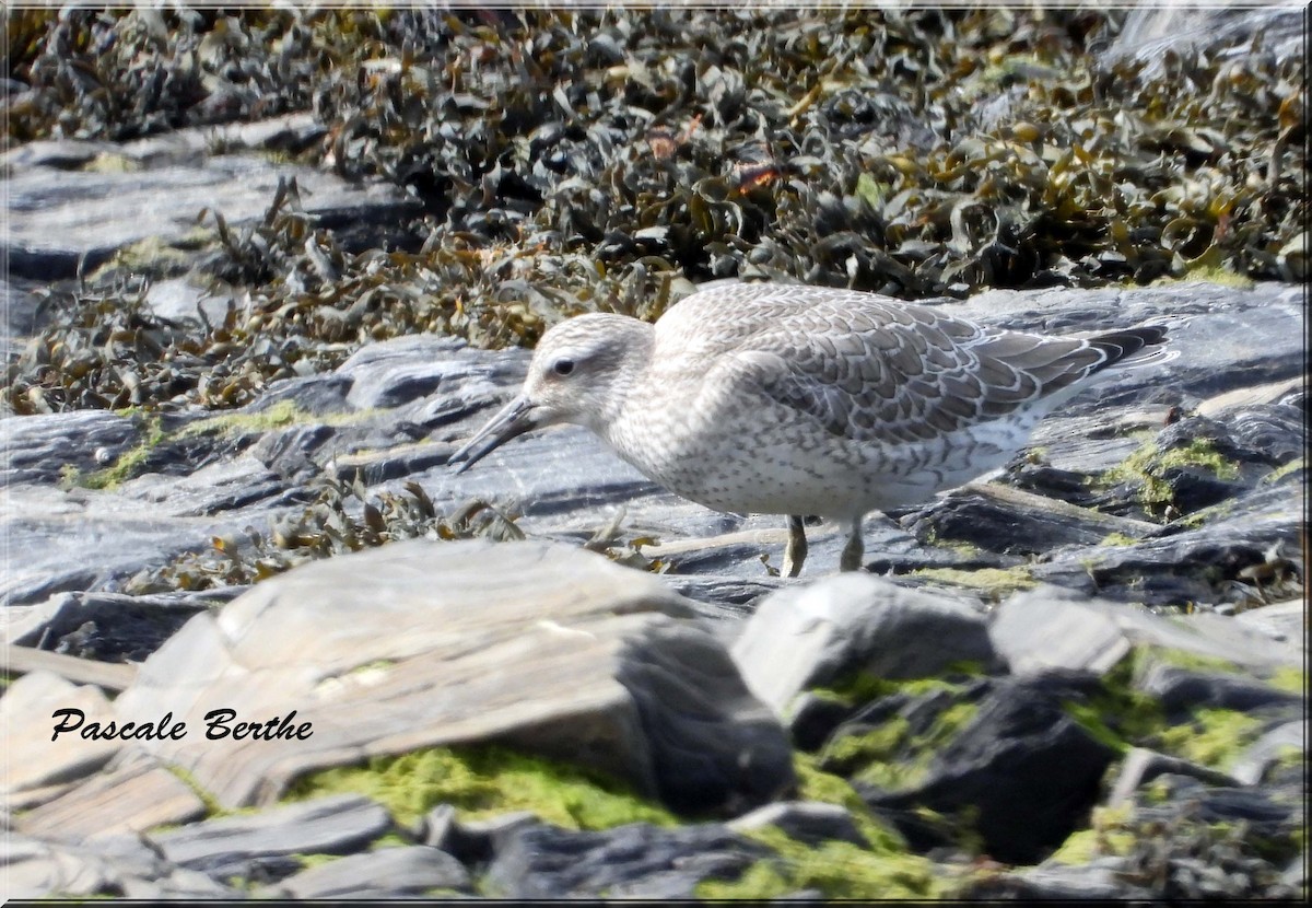 jespák rezavý - ML647614987