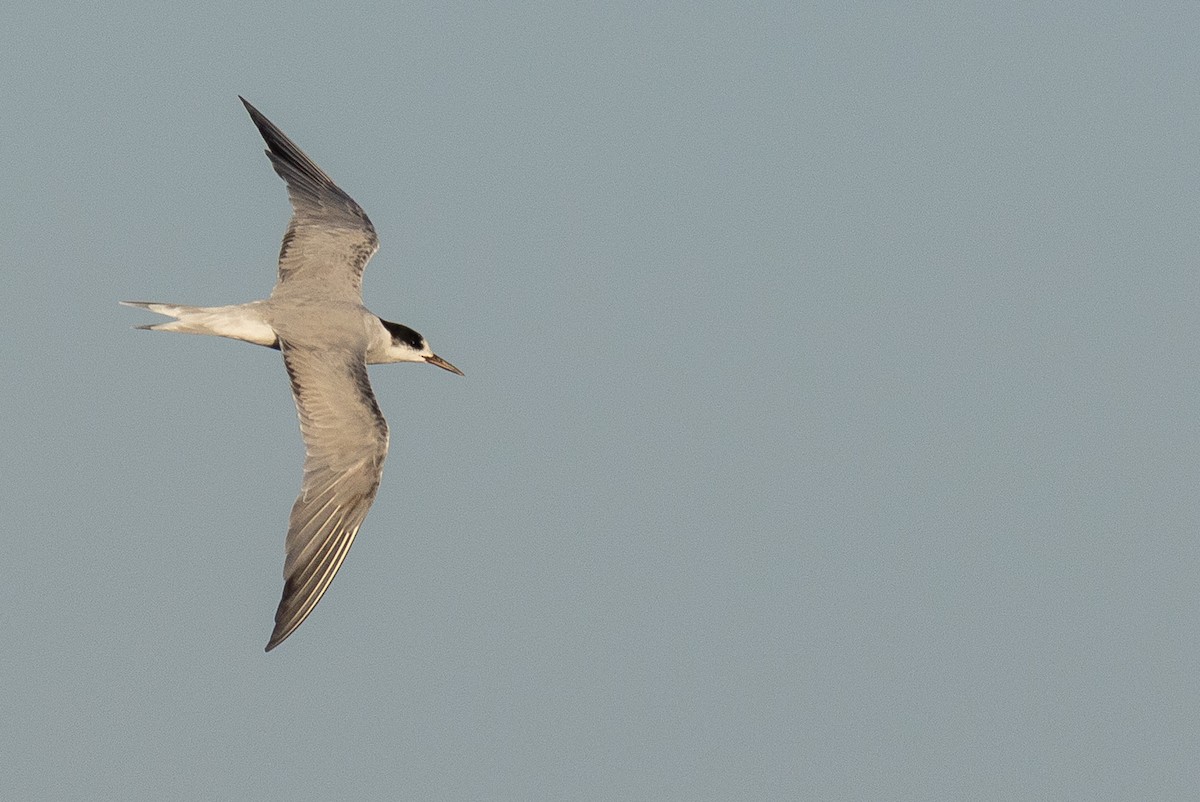 Common Tern - ML647615045