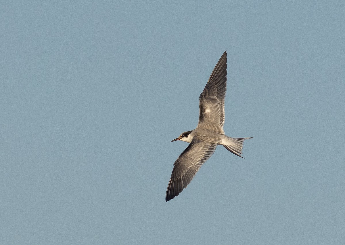 Common Tern - ML647615046