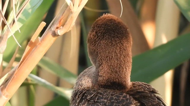 Pygmy Cormorant - ML647615060