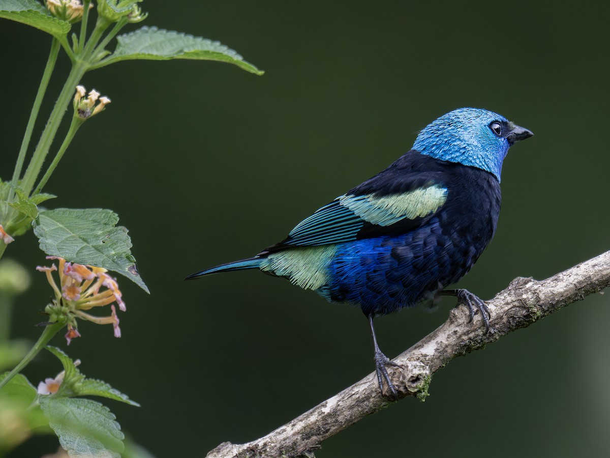Blue-necked Tanager - ML647615061