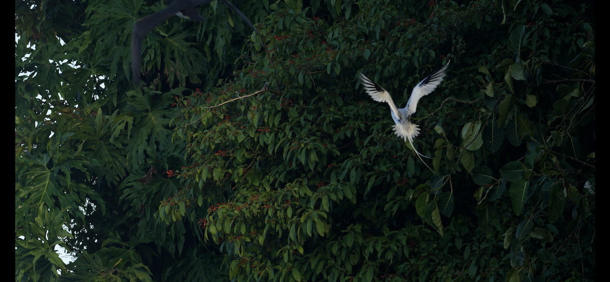 Faeton mokogorria - ML647615069