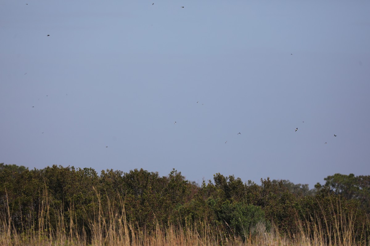 Tree Swallow - ML647615071