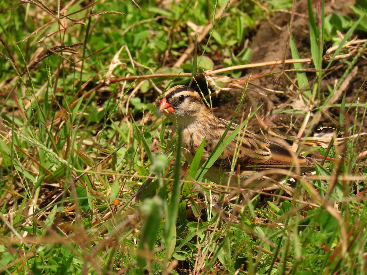 Pin-tailed Whydah - ML647615100