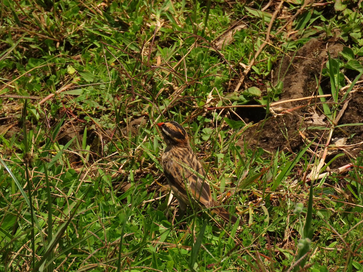 Pin-tailed Whydah - ML647615101