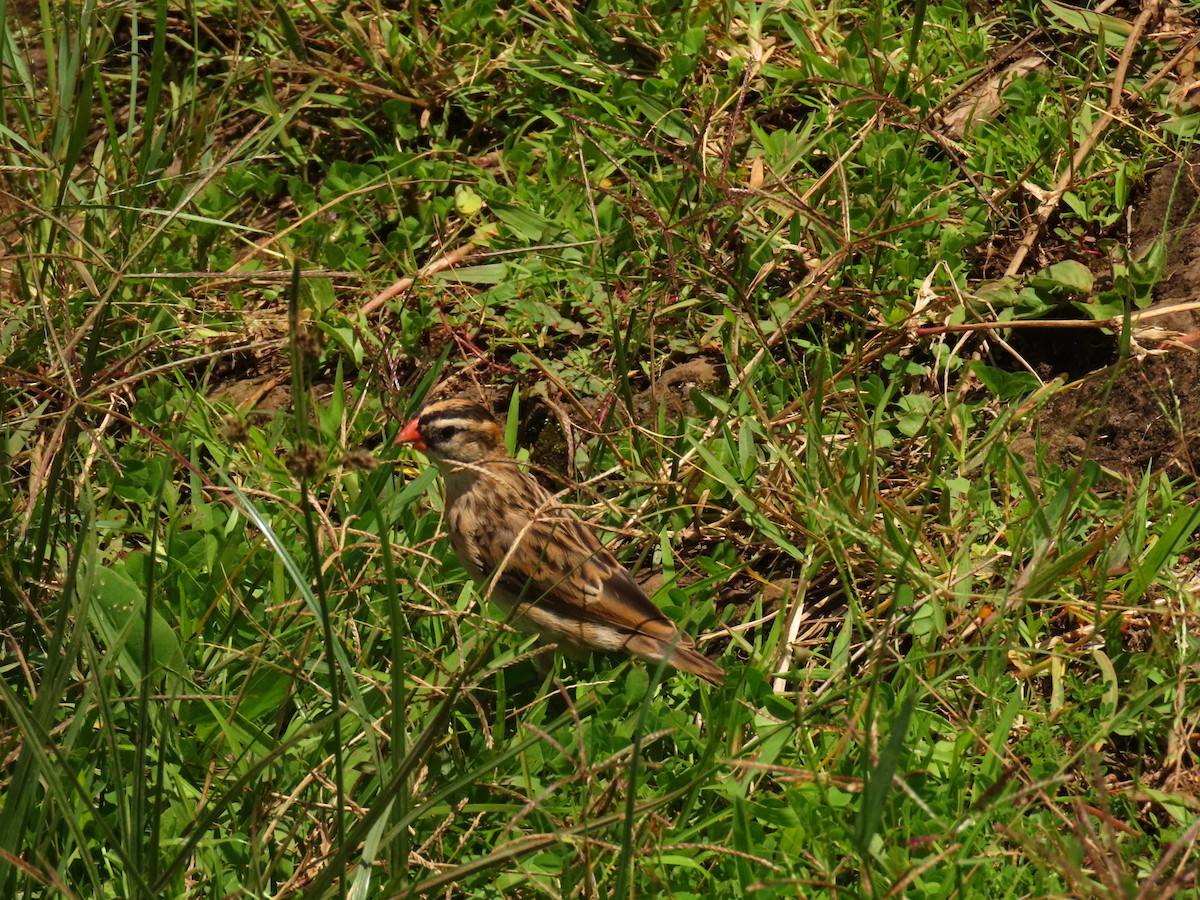 Pin-tailed Whydah - ML647615102