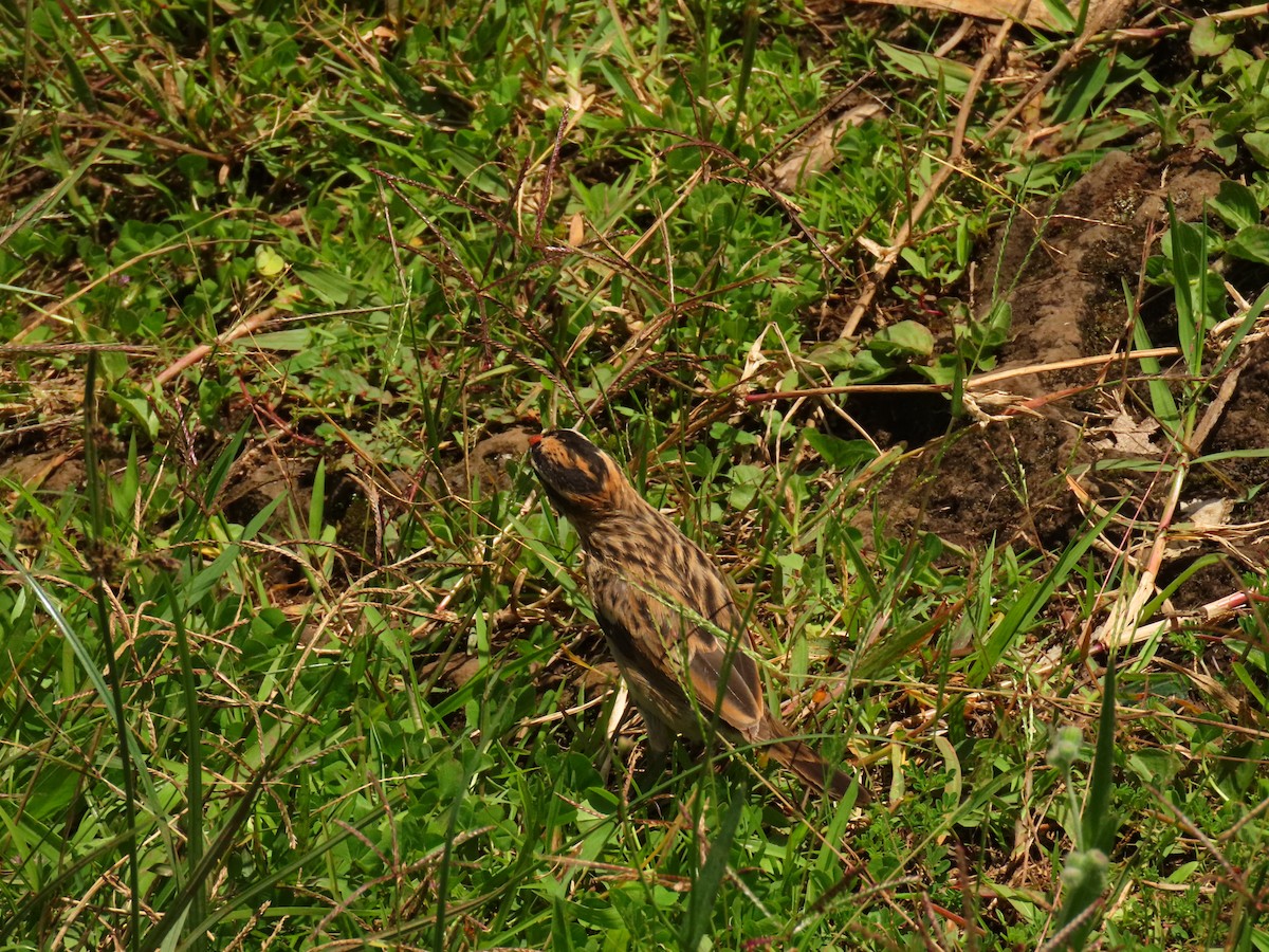 Pin-tailed Whydah - ML647615103