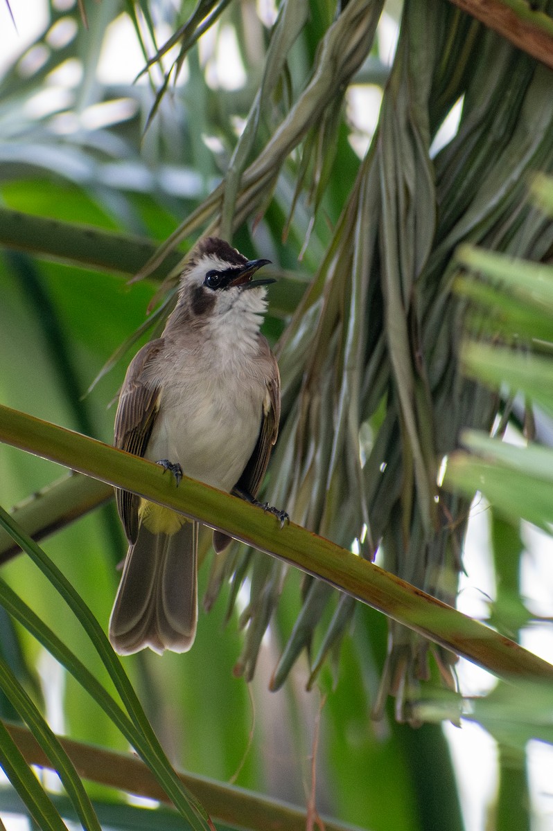 Yellow-vented Bulbul (Philippine) - ML647615106
