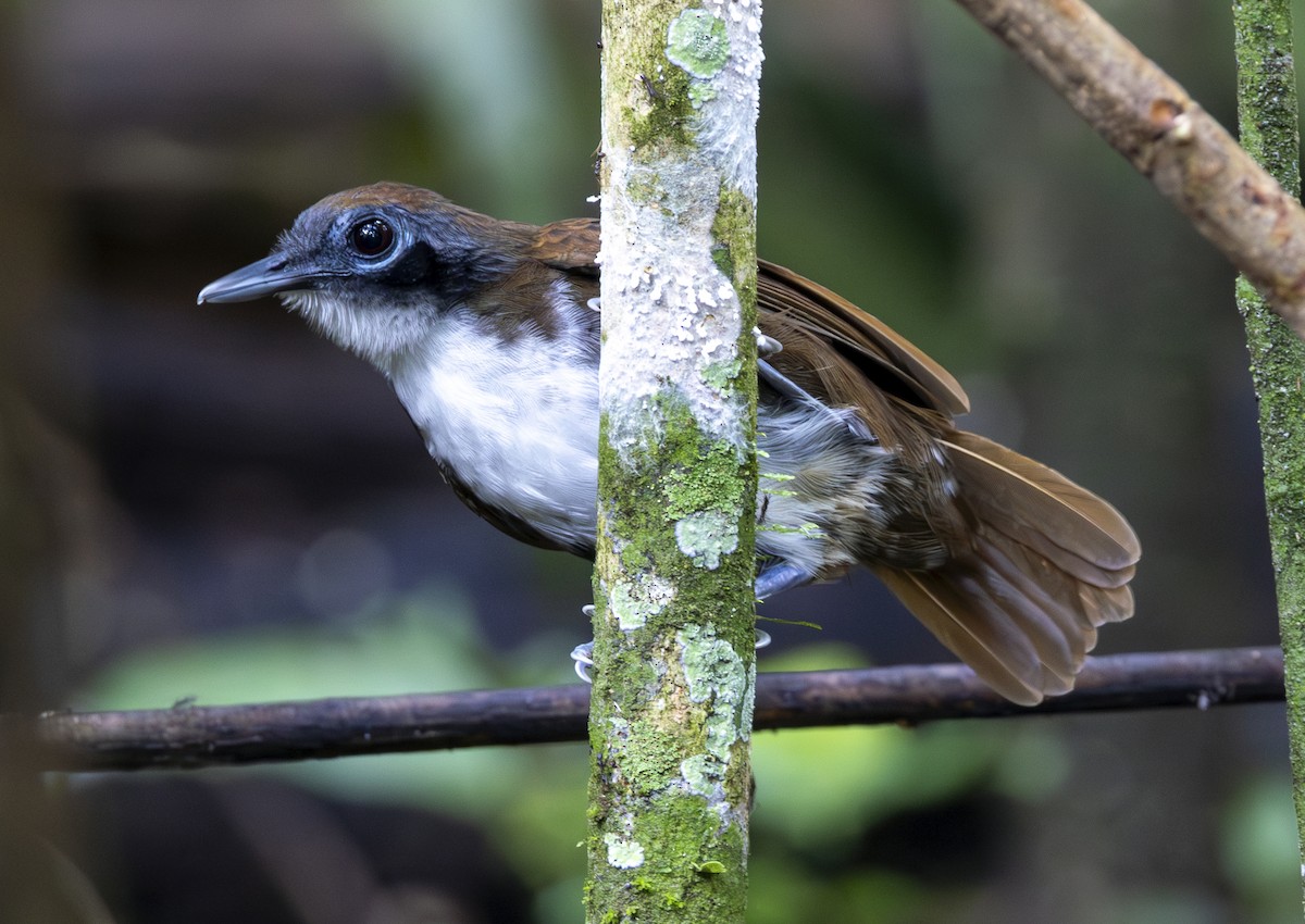 Bicolored Antbird - ML647615109