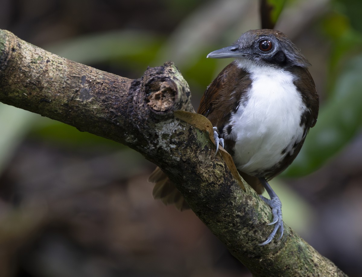 Bicolored Antbird - ML647615110