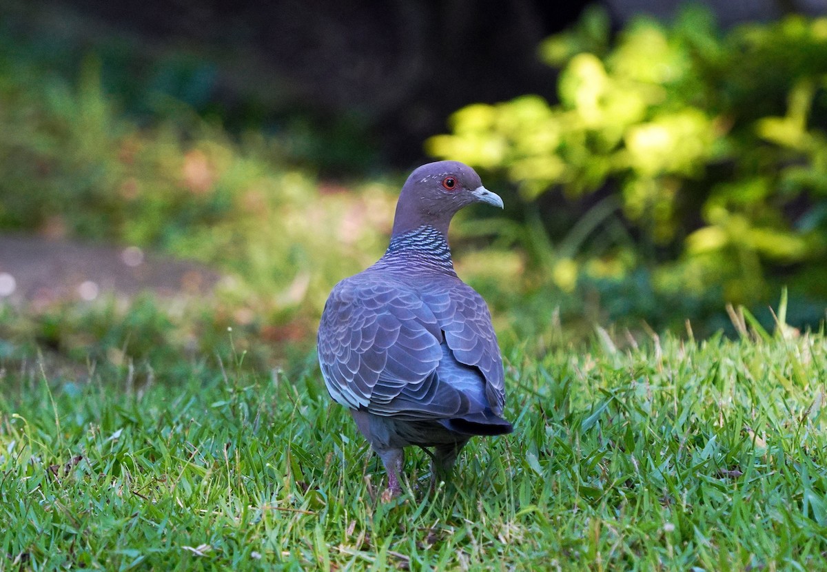 Голуб аргентинський - ML647615114