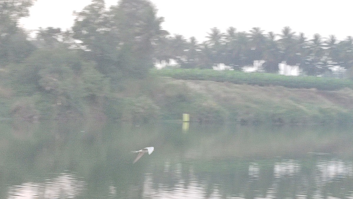 River Tern - ML647615115