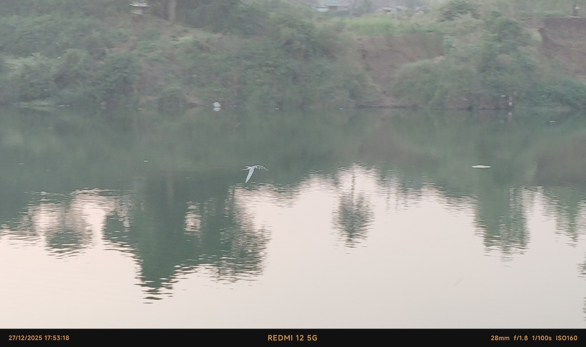 River Tern - ML647615116